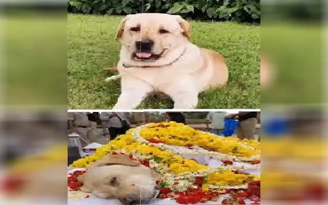 Farewell, Prithvi: Kodagu’s Four-Legged Hero Laid to Rest with Honours - News Karnataka