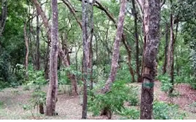 Sandal Shield: Karnataka’s ‘SiriGhand’ Drive Guards Bidar’s Precious Woodlands - News Karnataka