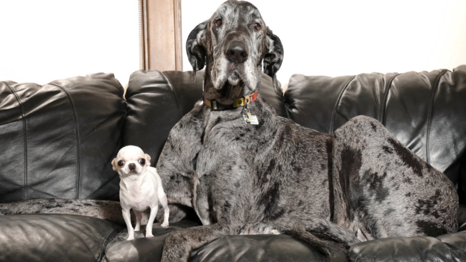 World’s tallest and smallest dogs become fast friends despite massive size difference - News Karnataka