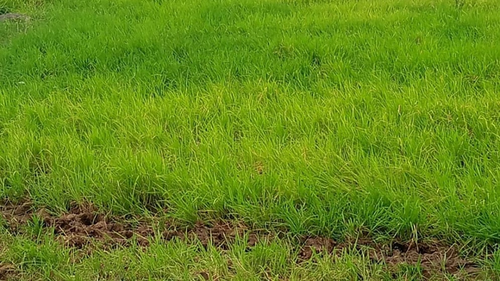 Kalaburagi: Mysterious Paddy of Sugur Hillock Grows Without Human Touch - News Karnataka