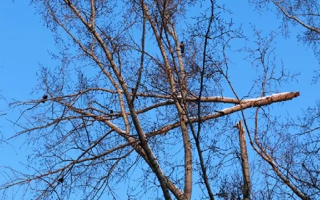 Falling Branches, Rising Fear: Indiranagar Residents Slam BBMP Inaction - News Karnataka