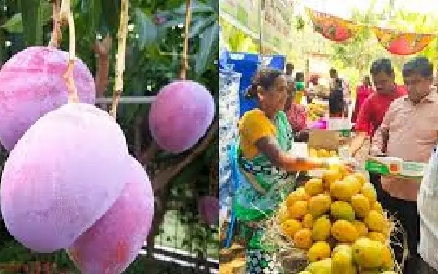 Mango Mela Wraps Up with Juicy Sales but Sour Notes Over Rain & Pricing - News Karnataka