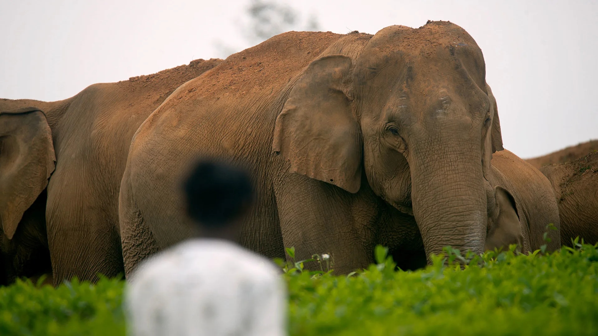 Young elephant found dead in Kodagu estate; fight among wild herd suspected - News Karnataka