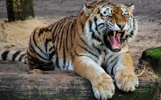 Accused Tiger Poachers Presented in Hanur Court Amid Tight Security - News Karnataka