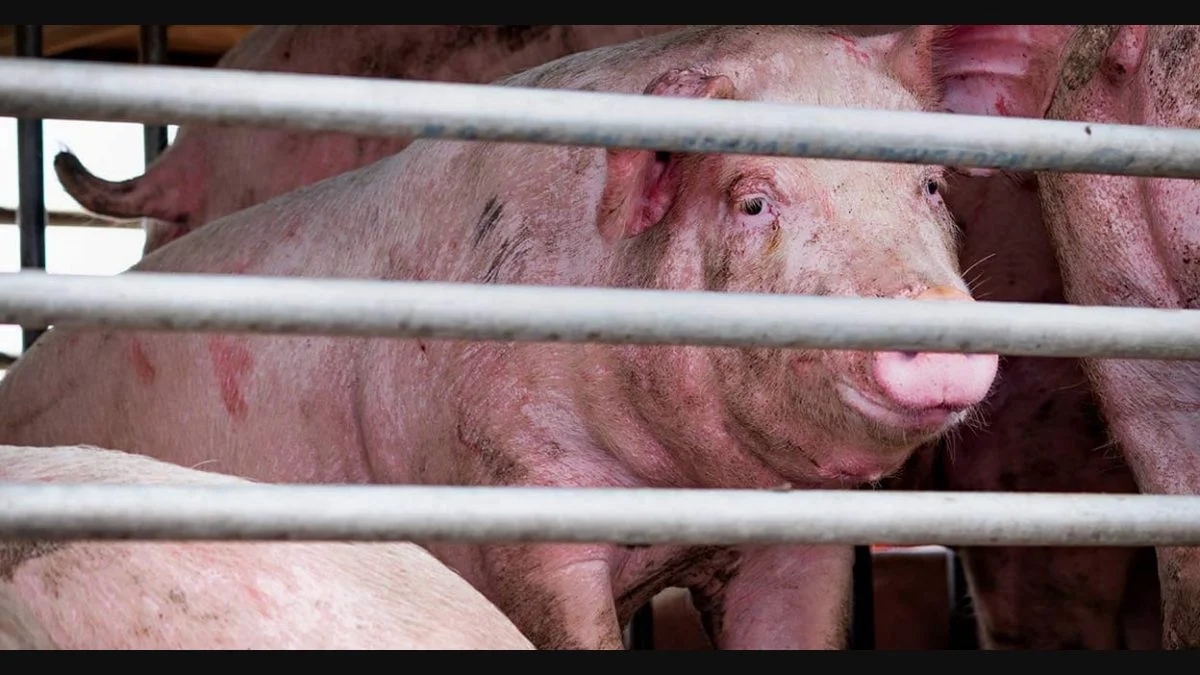 African swine flu resurfaces in Kochi; culling, pork sale ban enforced in Malayattoor - News Karnataka
