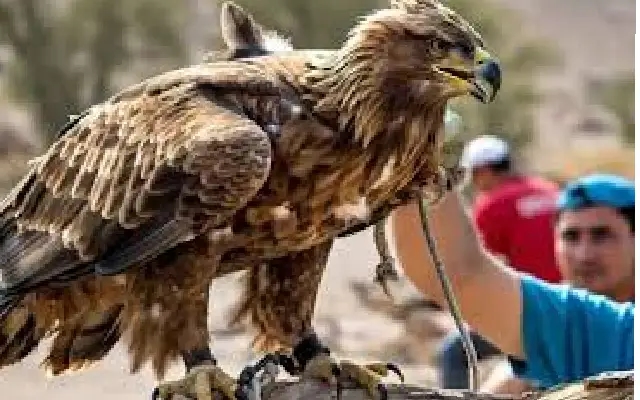 Exhausted Eagle Rescued Near Mysore Temple, Undergoing Treatment - News Karnataka