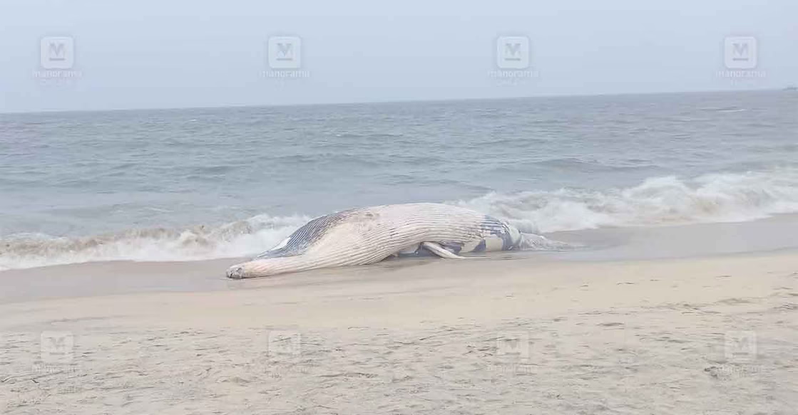 Another whale seen on Kerala beach, stirs crowd and concern - News Karnataka