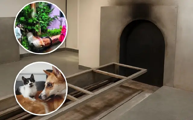 BBMP Slammed Over Canine Distemper Outbreak & Crematorium Shutdown - News Karnataka