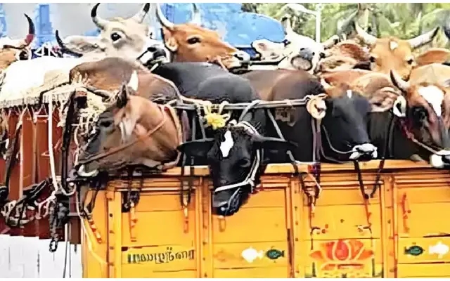 Bakrid Security Tightened in Dakshina Kannada to Curb Illegal Cattle Transport - News Karnataka