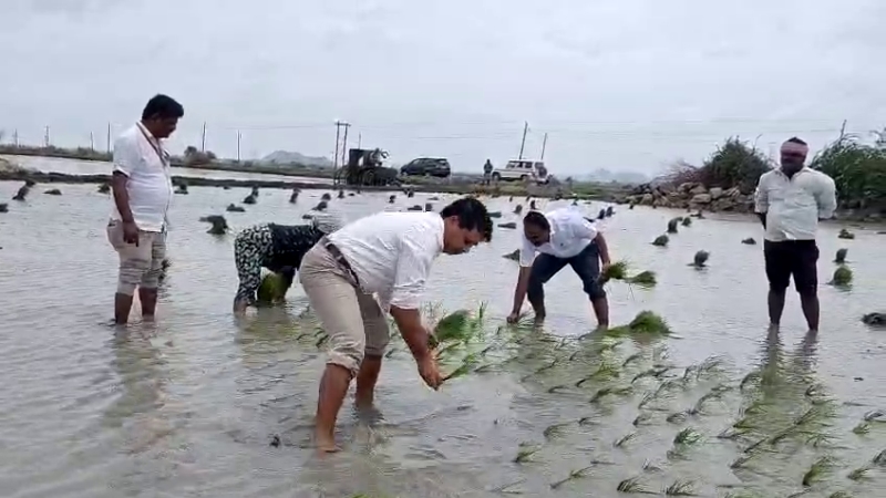 Ballari ADC wades into paddy field, wins hearts of farmers - News Karnataka