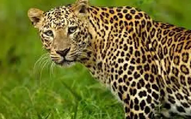 Bengaluru Crowned ‘Leopard Capital' of India: 80+ Big Cats Roam City's Wild Edge - News Karnataka