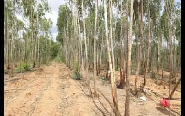 Bengaluru to Breathe Easier: Mega Biodiversity Park Set to Bloom in North Zone - News Karnataka