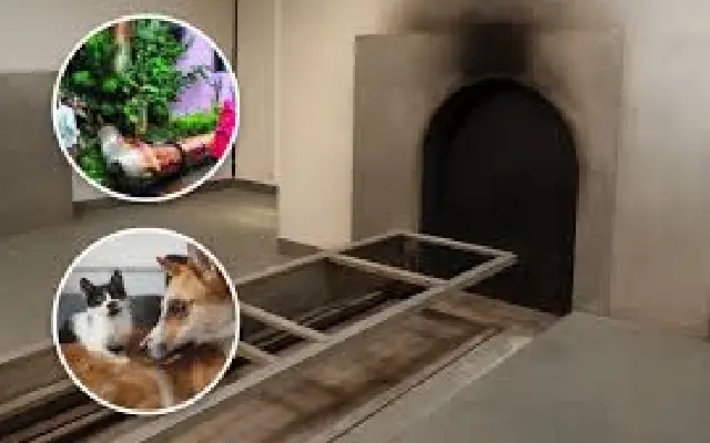 Bengaluru’s Only Animal Crematorium Shut for Months - News Karnataka