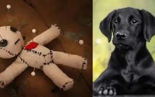 Black magic or cruelty? Bengaluru woman kills pet dog, sparks outrage - News Karnataka