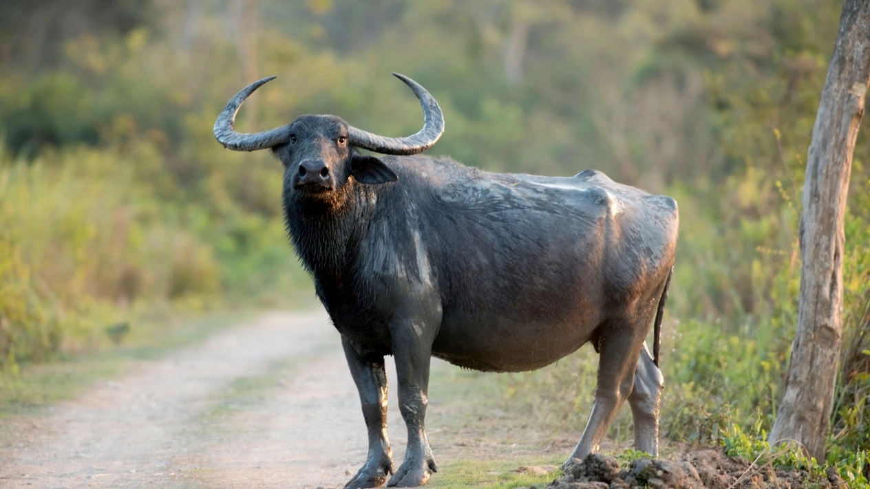 Buffalo chaos in Wayanad: stray pellets injure onlookers during forest dept firing - News Karnataka