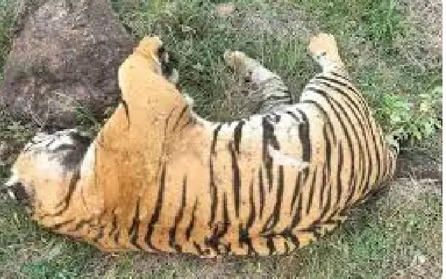 Chamarajanagar tiger deaths Three accused sent to judicial custody till June 30 - News Karnataka