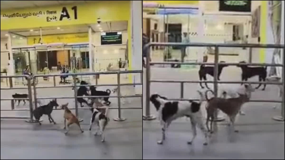 Chennai Airport launches India’s first dedicated stray dog safety and care centre - News Karnataka