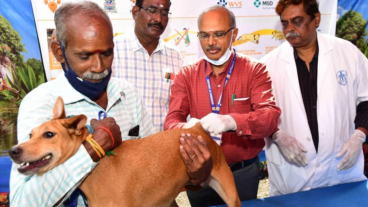 Coimbatore aims for full rabies vaccination of stray dogs under Mission Rabies - News Karnataka