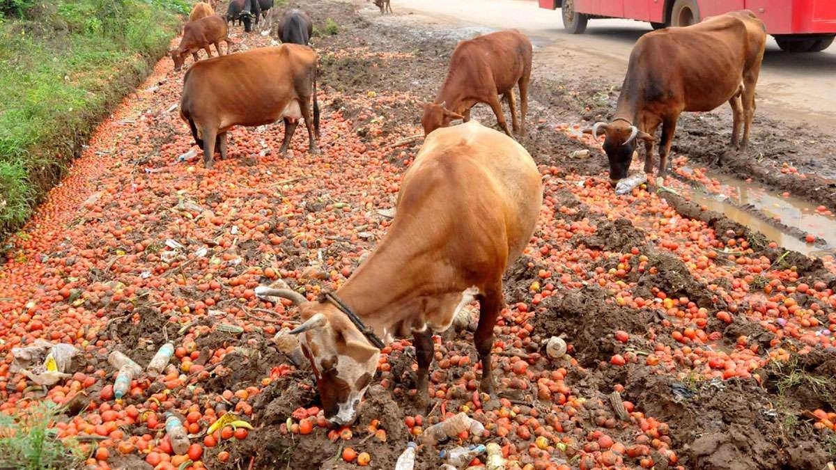 Cow slaughter sparks protests in Bidar, crackdown in Yadgir - News Karnataka