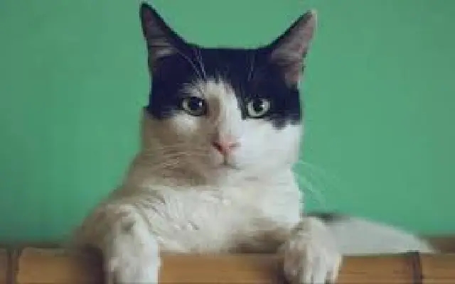 “Daisy Drove Everyone Crazy”: Karnataka HC Quashes Cat-Napping Case - News Karnataka