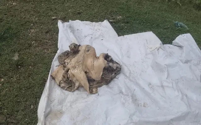 Dismembered Body Found in Mysore: Police Hunt for Identity of Murder Victim - News Karnataka