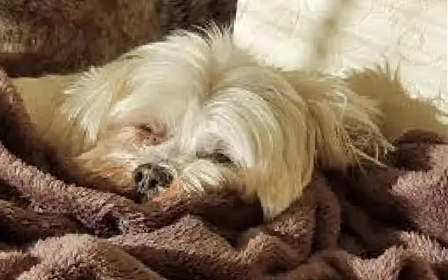 Dogs Mourn Their Friend: Emotional Farewell to Metagalli’s Beloved Basava - News Karnataka