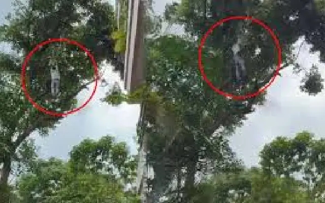 Drunk man’s dangerous jackfruit stunt ends in a 50-foot fall - News Karnataka