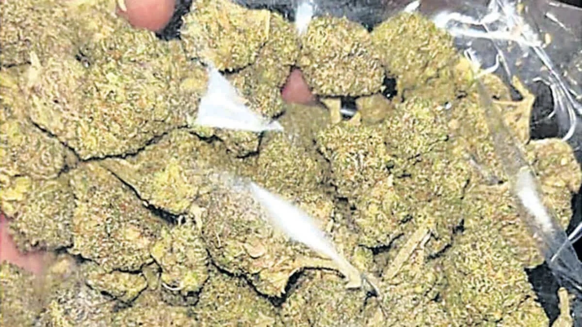 ED steps in as hybrid ganja case unravels global trafficking links - News Karnataka