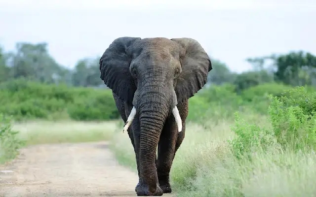 Tusker Terror Ends: 12-Year-Old Wild Elephant Captured in Udupi - News Karnataka