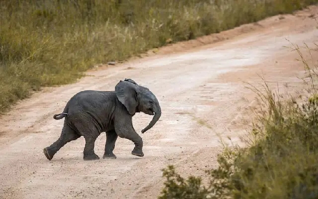 Kodagu calls for scientific strategy to tackle rising elephant conflicts - News Karnataka