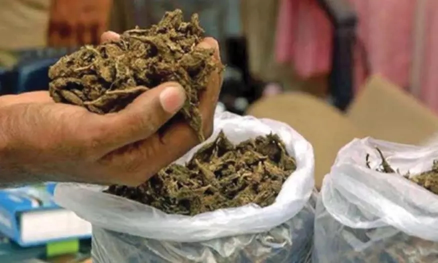 Excise officials nab duo with nearly 13 kg ganja in Mandya raid - News Karnataka
