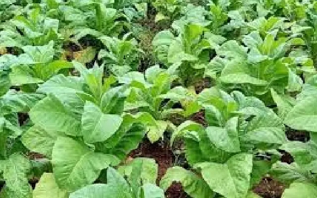 Expired Pesticide Destroys Tobacco Crop in Mysuru - News Karnataka
