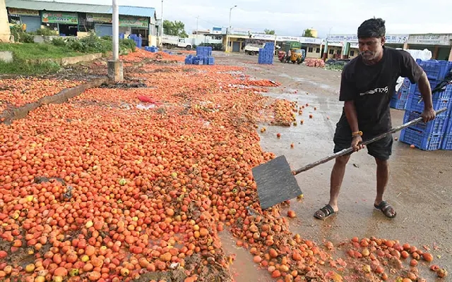 Farmers Dump Crops in Mysuru Amid Price Crash and Rain Woes - News Karnataka
