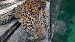 Fear spreads in Palacode village as leopard returns for third attack on livestock - News Karnataka