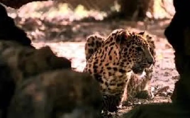 Female Leopard Captured in Toravalli Village, Villagers Breathe a Sigh of Relief - News Karnataka