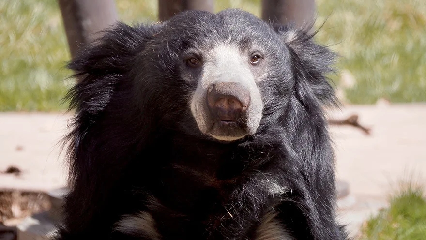 First bear attack in Kodagu injures estate worker near Balele - News Karnataka