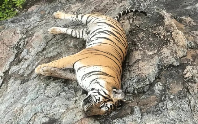 Five Tigers Found Dead in a Day MM Hills Wildlife Sanctuary Raises Alarm - News Karnataka