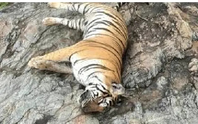 Five tigers found dead in Chamarajanagar, four cattle herders detained - News Karnataka