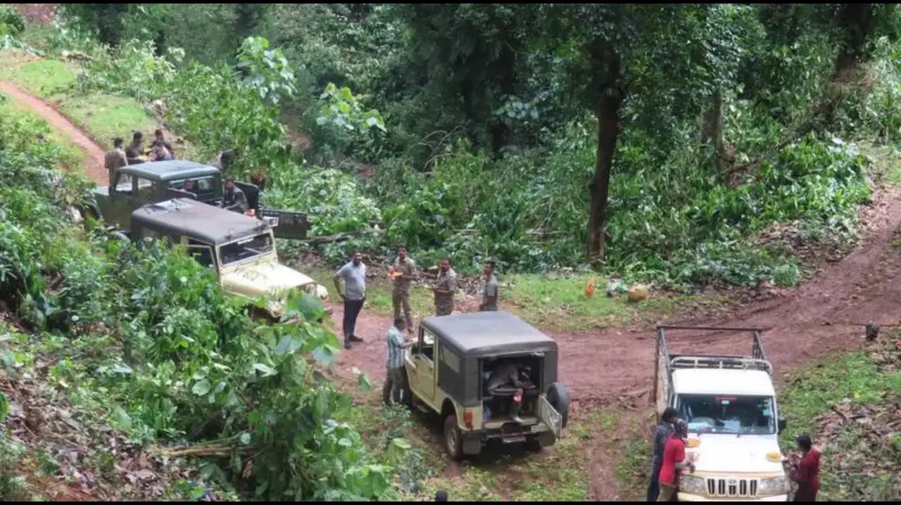 Forest gets back 43 acres of land from illegal coffee plantation - News Karnataka