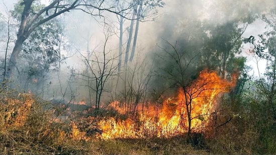 Forest fury erupts over ₹14,000 crore HMT land handover scandal - News Karnataka