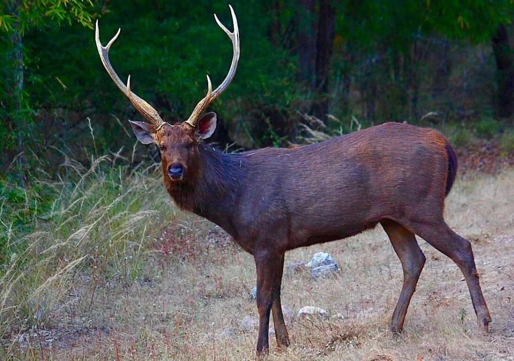 Four men caught with poached sambar deer in Dindigul forest - News Karnataka