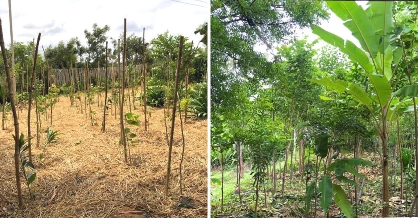 From bushes to biodiversity: SBI's Jan-Van transforms Gadag hill into green oasis - News Karnataka