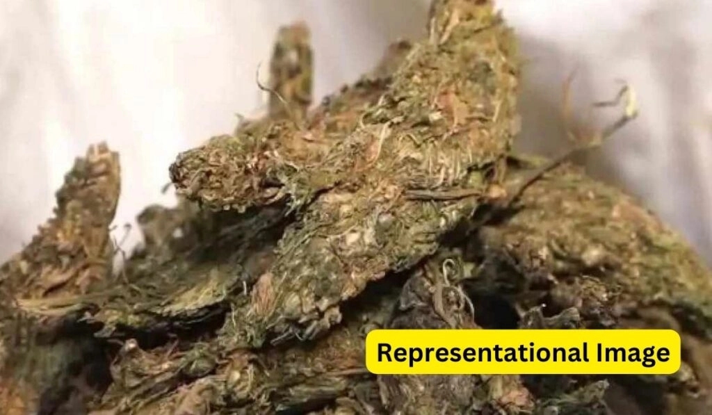 Ganja network quietly spreads in Tiruchy despite arrests and awareness drives - News Karnataka