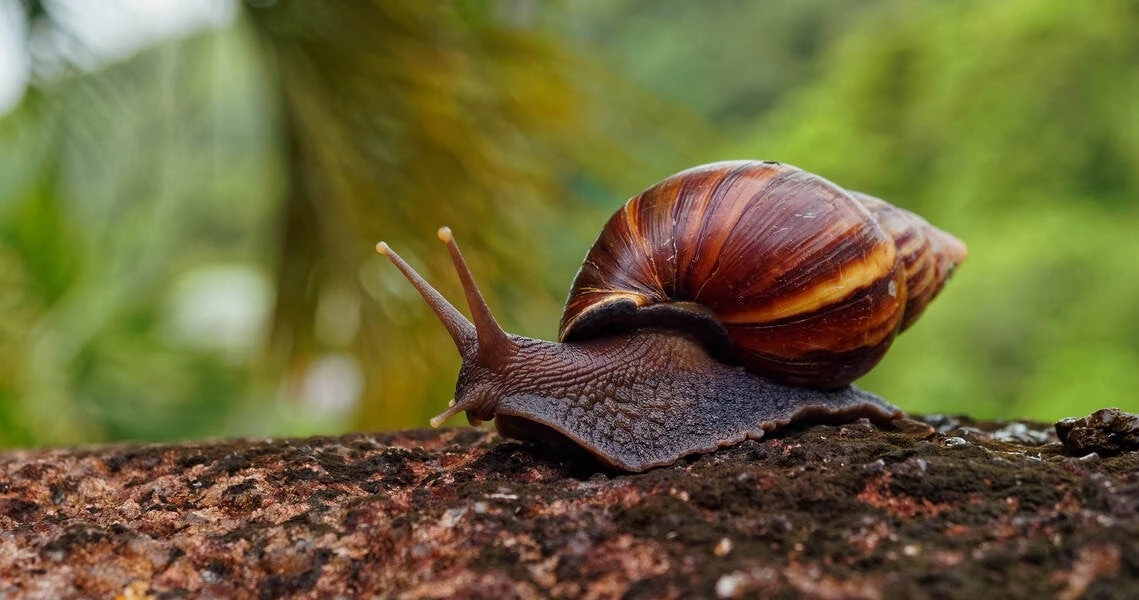 Giant African Snail alert in Alappuzha as monsoon triggers infestation surge - News Karnataka