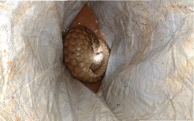 Rare European Hedgehog Rescued from 50-Foot Well in Udupi - News Karnataka