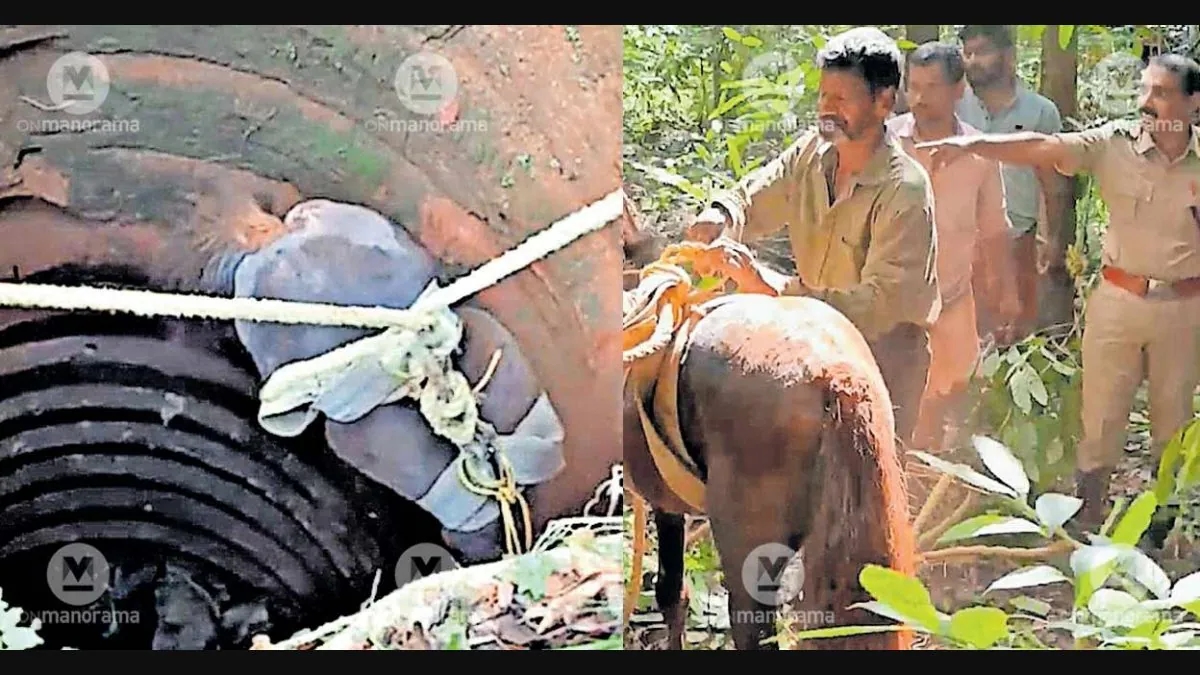 Horse rescued after dramatic fall into 10.8-metre well in Cheruvathoor - News Karnataka