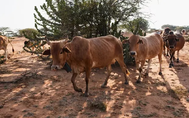 Illegal Cattle Trade Busted in Shiruru; One Held - News Karnataka