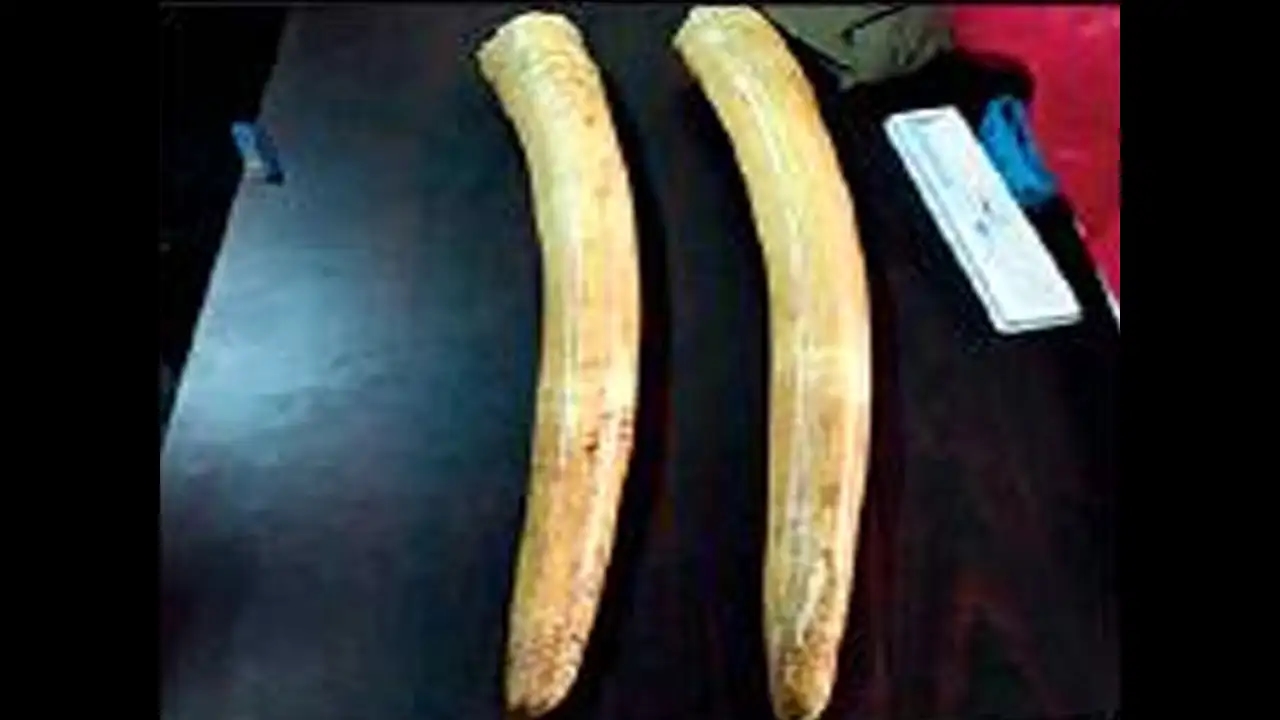 Ivory racket busted in Krishnagiri, four nabbed with tusks - News Karnataka