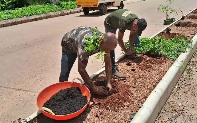 Jeet Milan’s 4,300-Tree Drive Blooms on Mangaluru’s Medians - News Karnataka