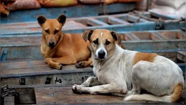 Kannur to set up dog shelters after surge in street dog attacks - News Karnataka
